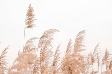 Pampas grass outdoor in light pastel colors. Dry reeds boho style. 	 - obrazy, fototapety, plakaty