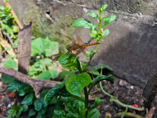 Dragonfly in their natural environment