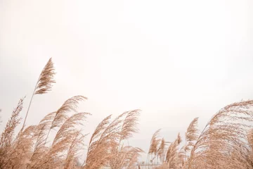 Foto op Canvas Pampas grass outdoor in light pastel colors. Dry reeds boho style.   © Alexandra