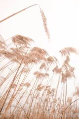 Pampasgras im Freien in hellen Pastellfarben. Trockenes Schilf im Boho-Stil. © Alexandra