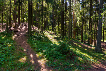 Forest hill covered with trees and grass on sunny day
