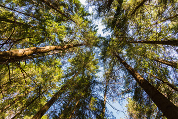 Photo of forest tree crowns against a clear blue sky