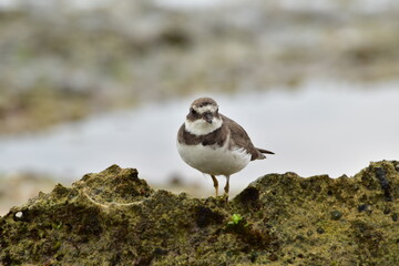P&Aacute;SSARO PRAIA DO NORDESTE BRASIL
