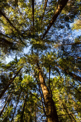 Photo of forest tree crowns against a clear blue sky