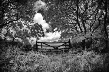 Infrared landscape in black and white 