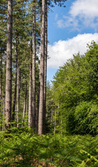 Planted pine forest versus natural forest