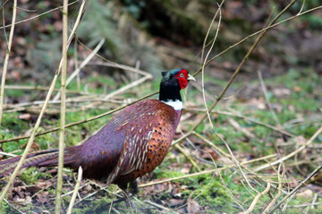 pheasant bird in woodland background with copy space 