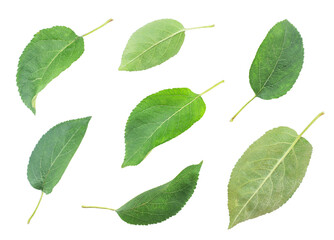 Apple tree leaves set on a white background. Isolated