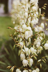 Fototapeta na wymiar Cream color blossoms on flower stalk, Creamy White Blooms on Flowering Branch with Clear Blue Heavens, Yellowish flowers on blossoming stalk in garden