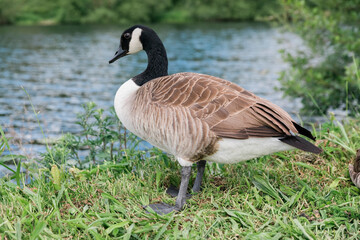 Canada goose on bank of Ruhr River