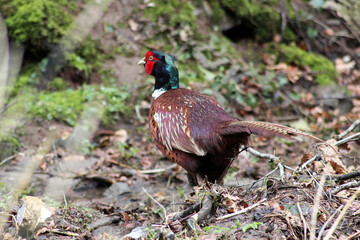 pheasant bird in woodland background with copy space 