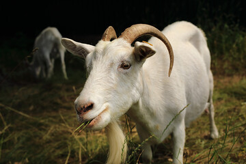 Obraz premium Portrait of funny white goats walking around the village and chewing fresh grass.
