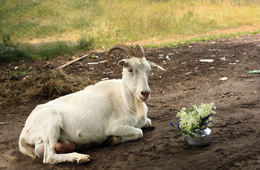 Portrait of funny white goats walking around the village and chewing fresh grass.