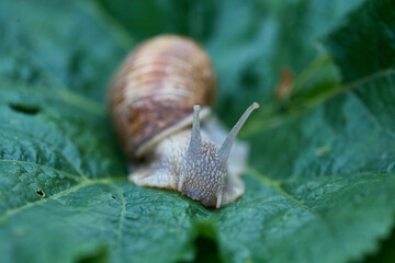 Close up small snail on green leaf in the garden