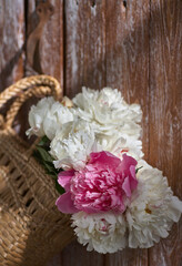 Flowers of pink red and white peonies in wicker basket on wooden table against wooden background