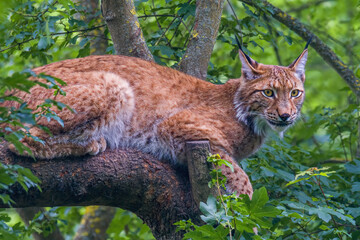 a wild lynx is hiding in the forest