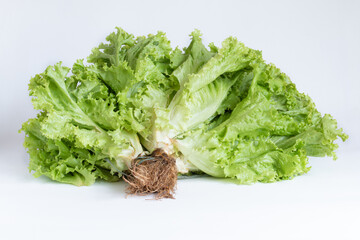 Fresh green Lettuce leaves, Salad leaf isolated on white background. Copy space.