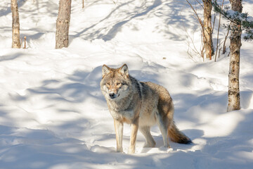 wolf outdoors in the snow