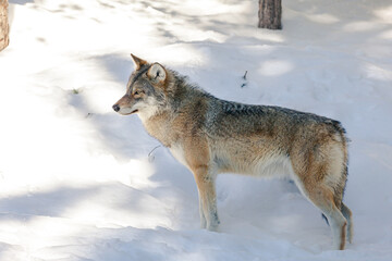 wolf in snow © annaia