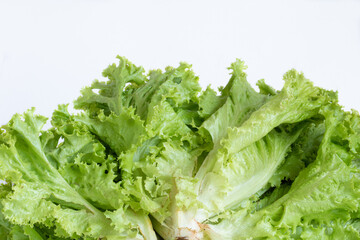 Fresh green Lettuce leaves, Salad leaf isolated on white background. Copy space.