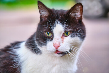 portrait of a homeless cat. color nature