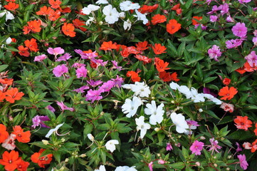 colorful flowers in the summer garden