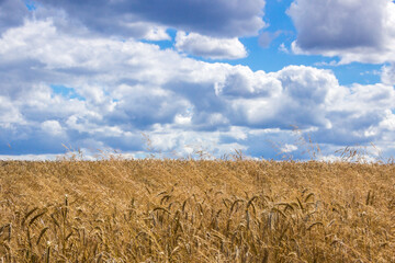 Fototapeta na wymiar clouds over the field of ripe grain before harvest