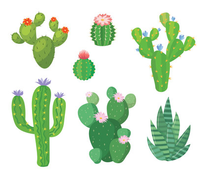 Cartoon cactus set. Vector set of bright cacti and aloe. Colored, bright cacti flowers isolated on white background.