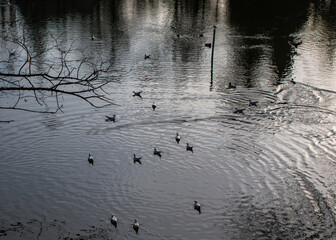 Birds on water