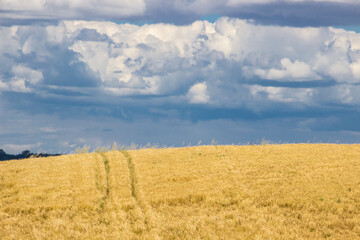 
clouds over the field of ripe grain before harvest