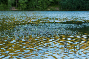 water lilies in the pond in the sunset light
