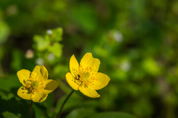 yellow blossoms in spring and nature