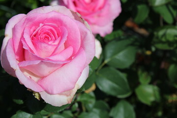 Rosa Rose