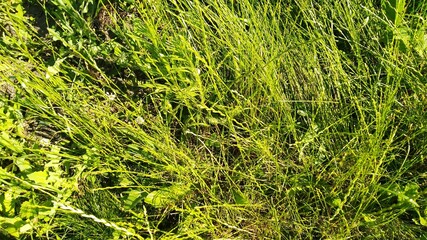 Tall grass ryegrass, clover, plantain