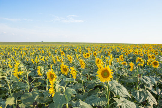 Sunflower field and cloudy blue sky. Summer concept