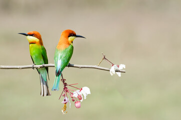 Bay-headed Bee-eater , Chestnut-headed Bee-eater on the branch flower in summer Thailand