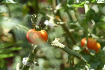 Tomatoes closeup in the raised bed