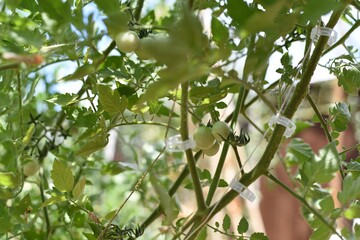 Tomatoes closeup in the raised bed