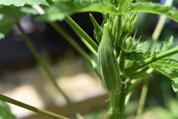 Fresh Okra closeup on the tree in raised bed