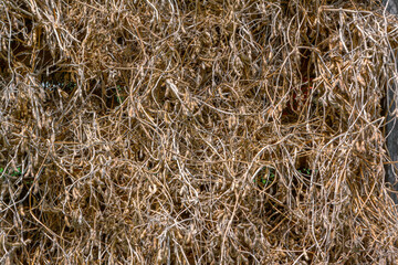 In the farm dries the finished crop of soybeans in the sun, close up