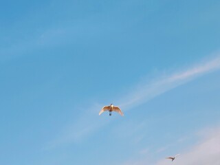 paragliding in the sky