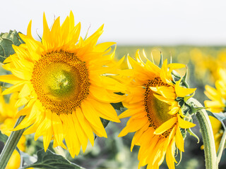 close-up of a beautiful sunflower in a field.