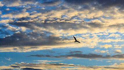 Fototapeta na wymiar Bird in the sky with clouds