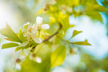 Blossomed cherry tree. The concept of fruit growing.