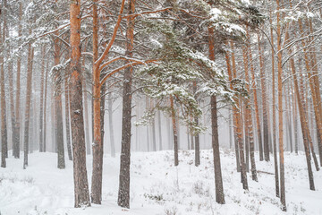 snowstorm in a pine forest trees and snow