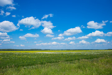 field of green grass and blue cloudy sky.