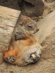 Two groundhogs stuck in a log
