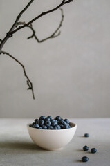 Fototapeta na wymiar Fresh sweet blueberry in white bowl on grey background with black branch. Black food minimalistic concept 