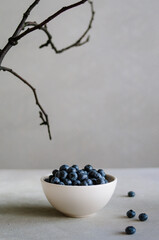 Fototapeta na wymiar Fresh ripe blueberry in white bowl on grey background with black branch. Black food concept 