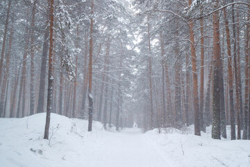 Fototapeta premium pine forest it snows in winter